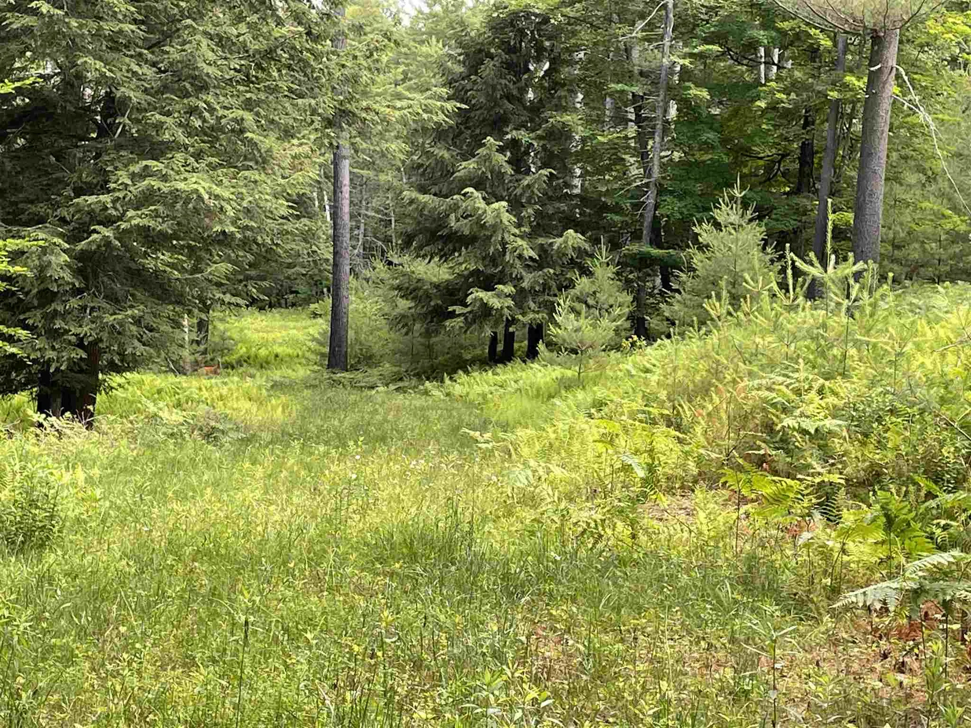 Barbara Lee Lane Norwich VT 05055