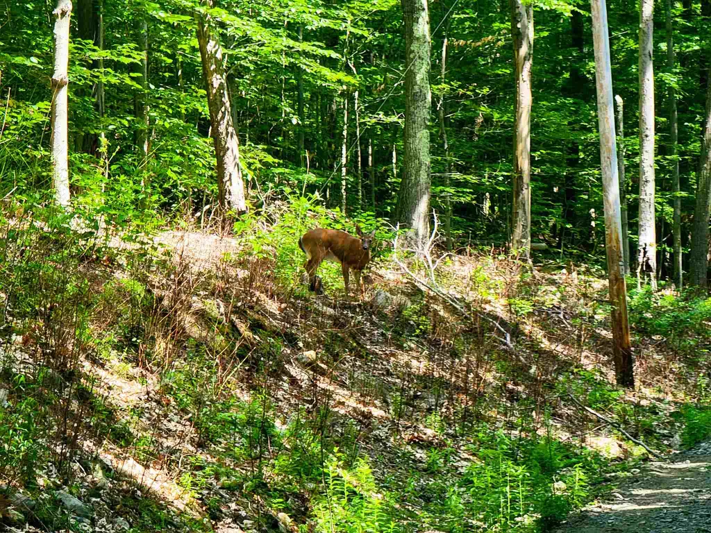 330 East Green Mountain Road Claremont NH 03743