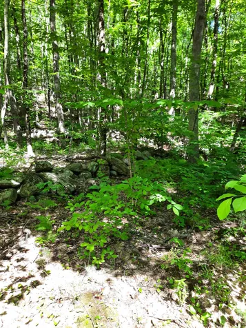 Lot 20 Orchard Hill Road Barrington NH 03825