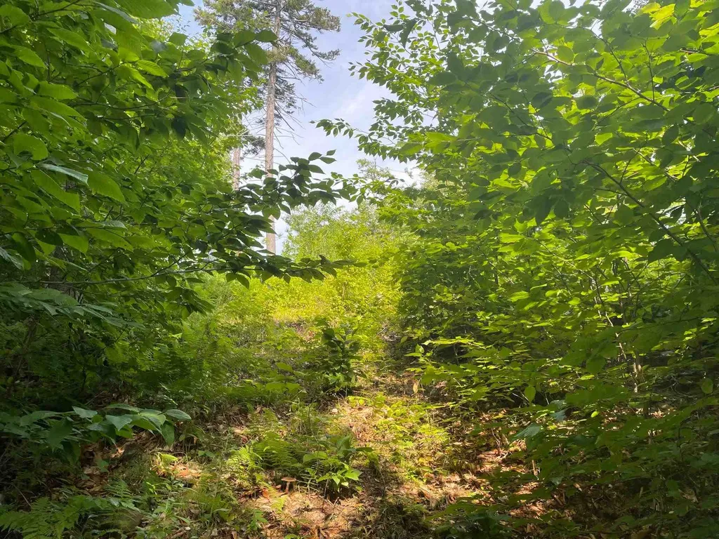 1500 Andover Ridge Road Andover VT 05143