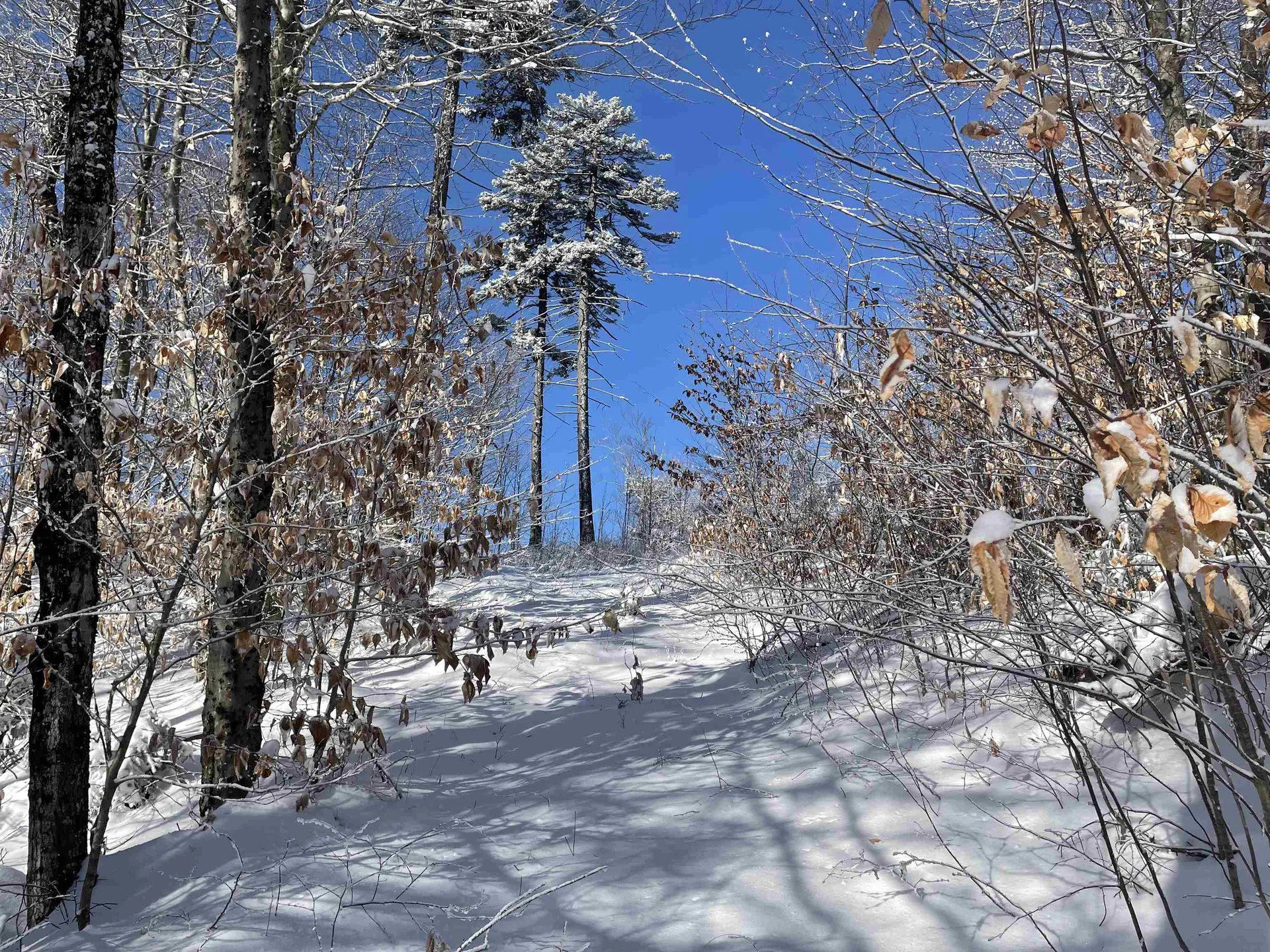 1500 Andover Ridge Road Andover VT 05143