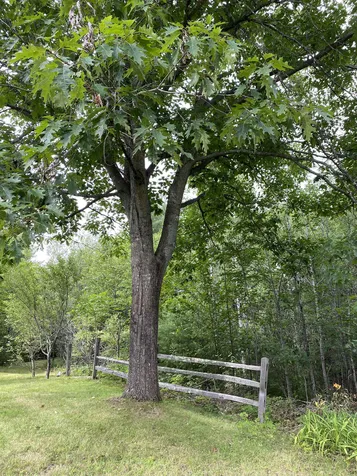 176 Eagle Pond Road Wilmot NH 03287