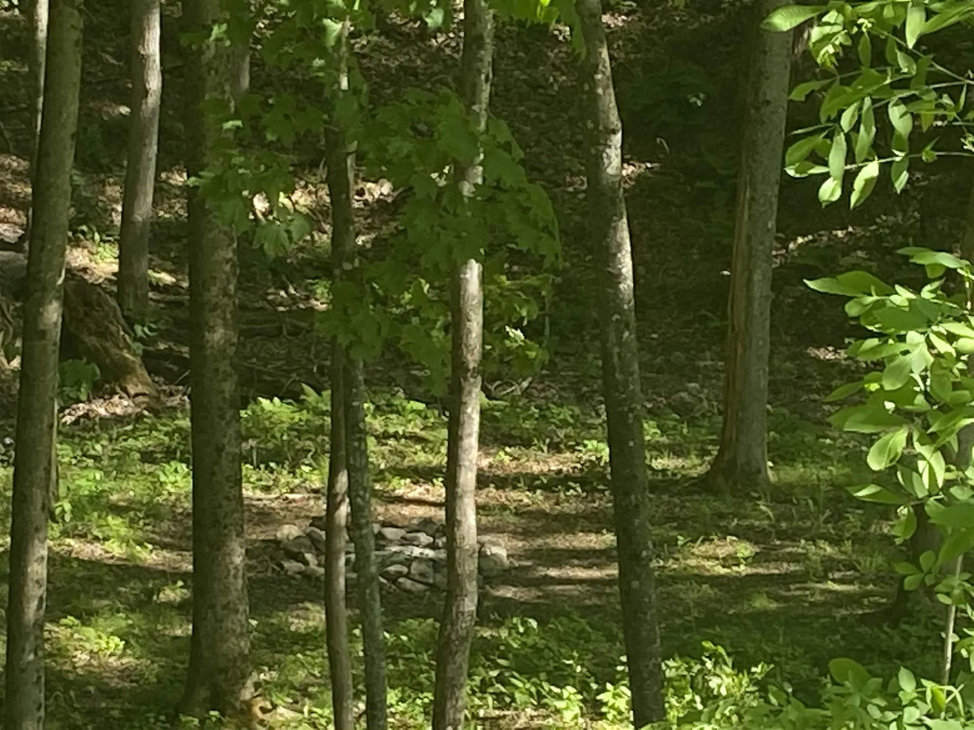 1947 West Shore Road Salisbury VT 05769