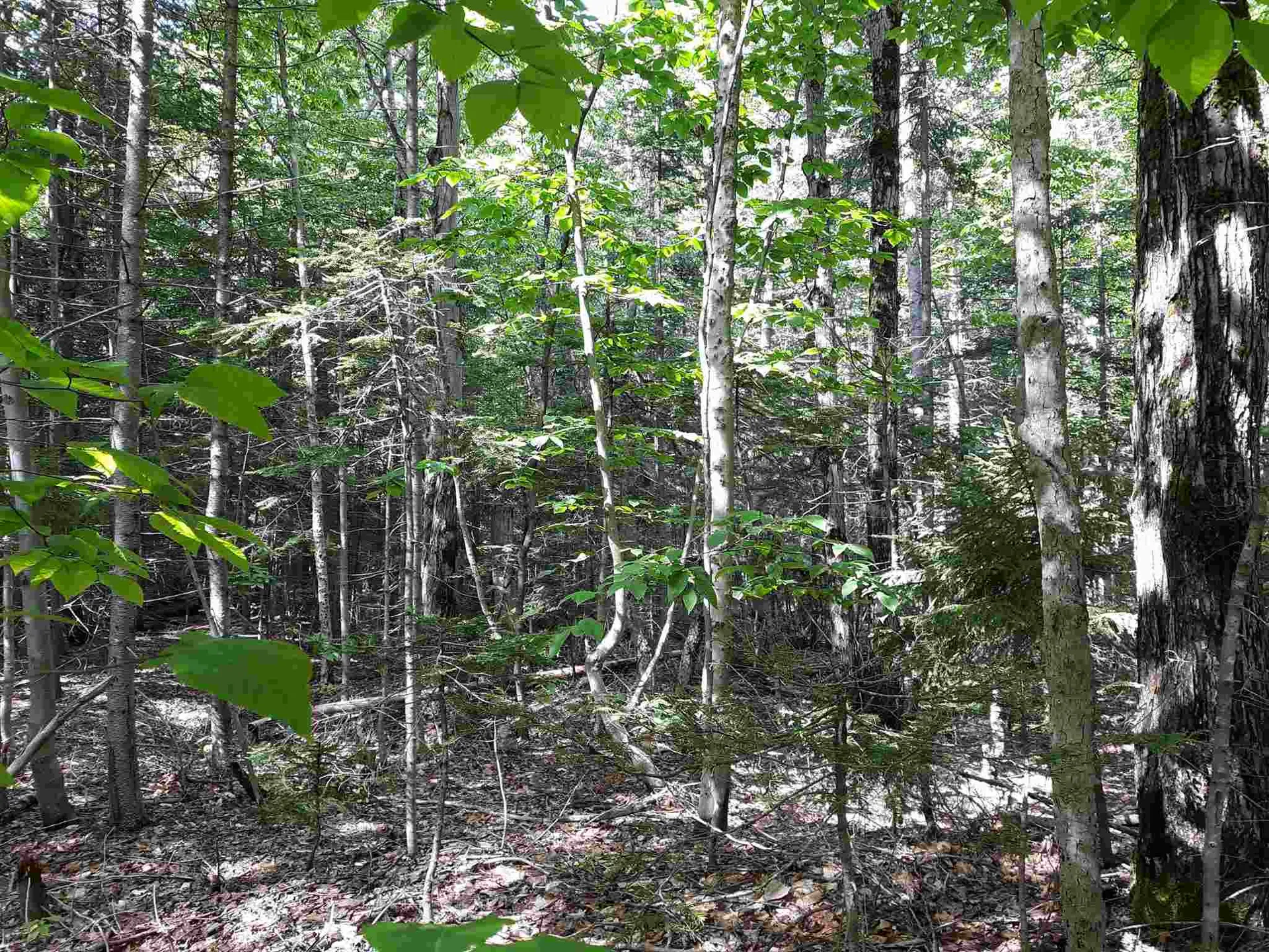 0 Oberdorf Road Stamford VT 05352