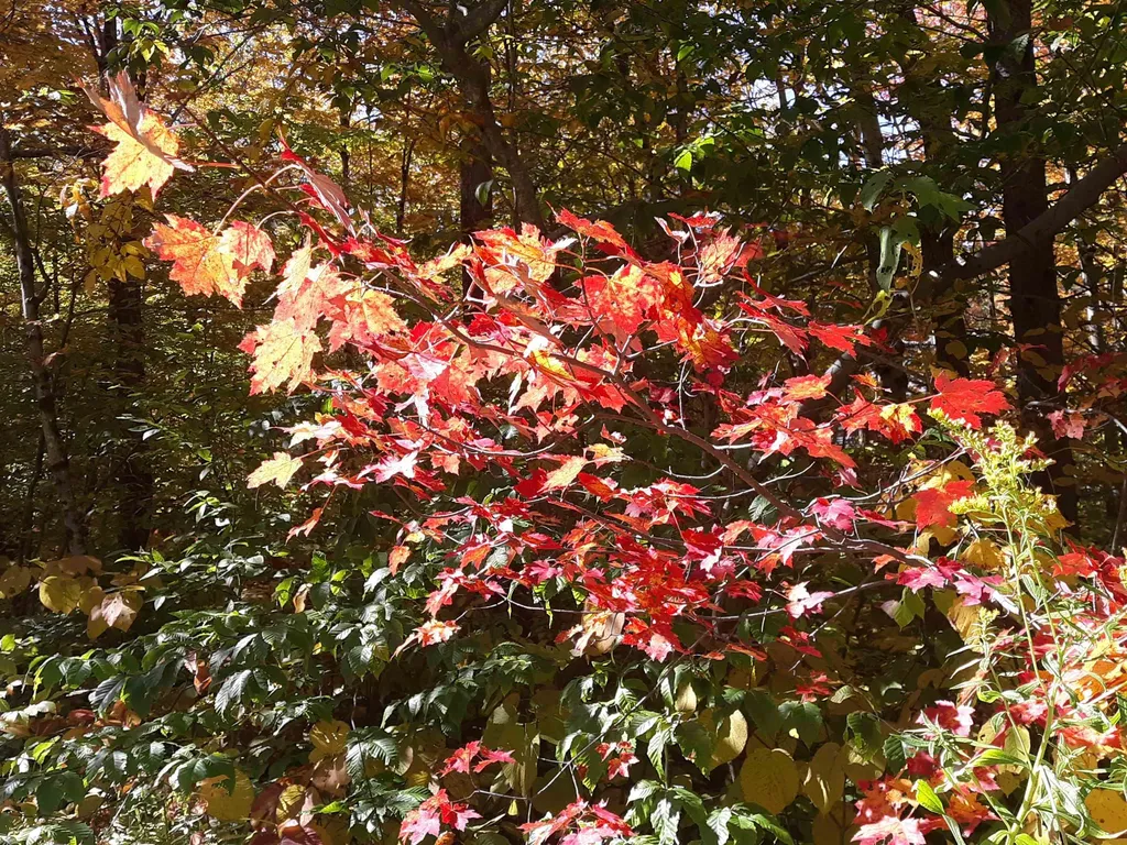 0 Oberhugel Road Stamford VT 05352