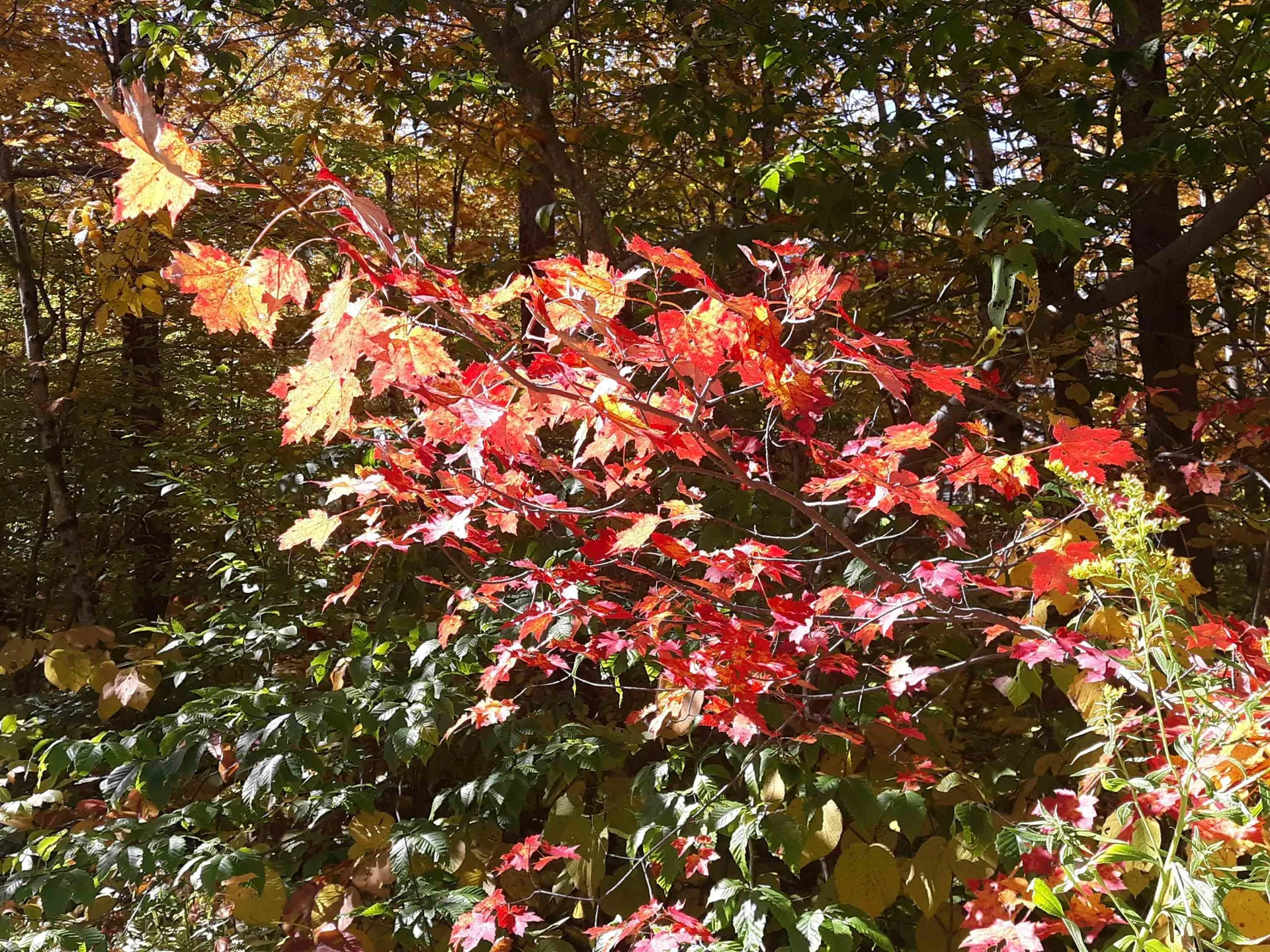 0 Oberhugel Road Stamford VT 05352