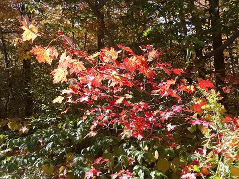 0 Oberhugel Road Stamford VT 05352