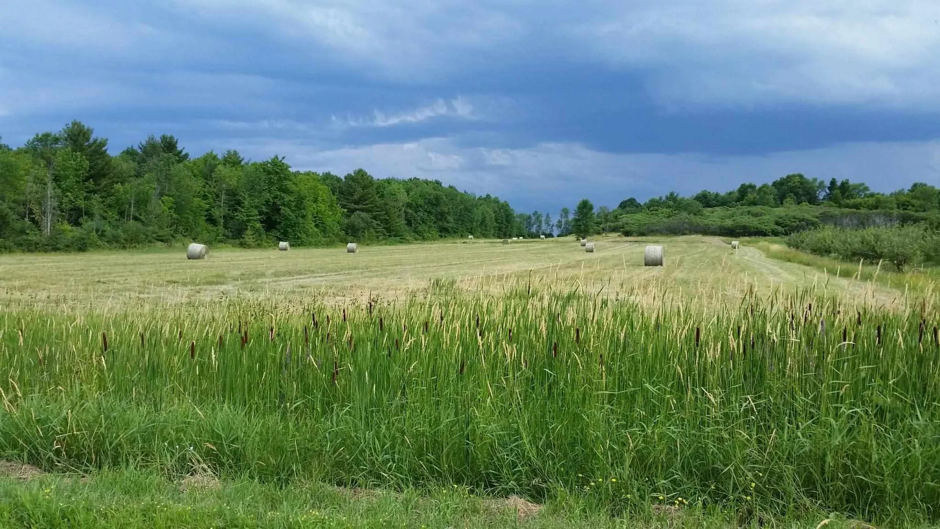 1087 Witherell Road Shoreham VT 05770