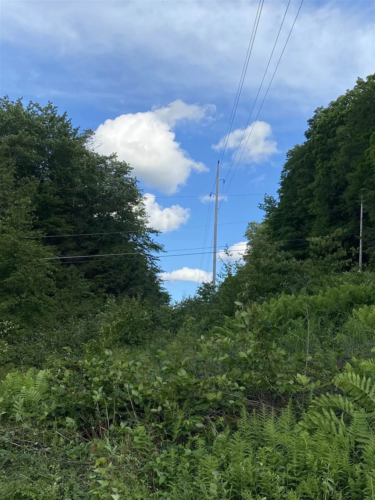 Cole Pond Road Jamaica VT 05343