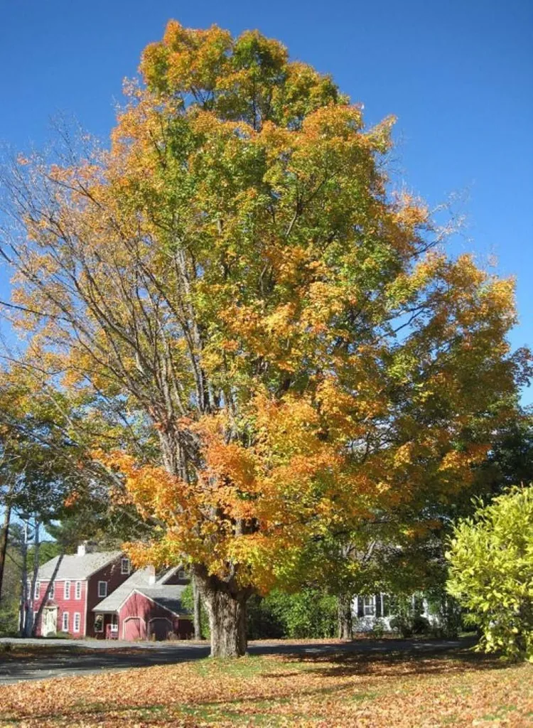 11 Ledyard Lane Hanover NH 03755