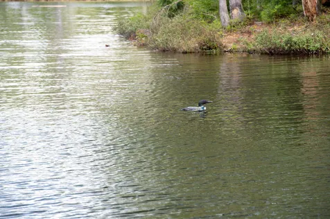 136 Old Sawmill Road Londonderry VT 05148