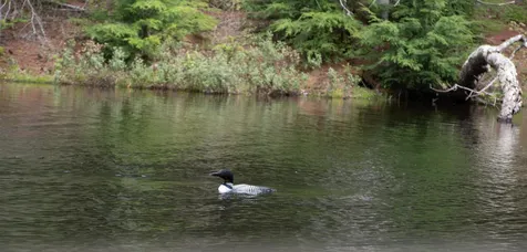 136 Old Sawmill Road Londonderry VT 05148