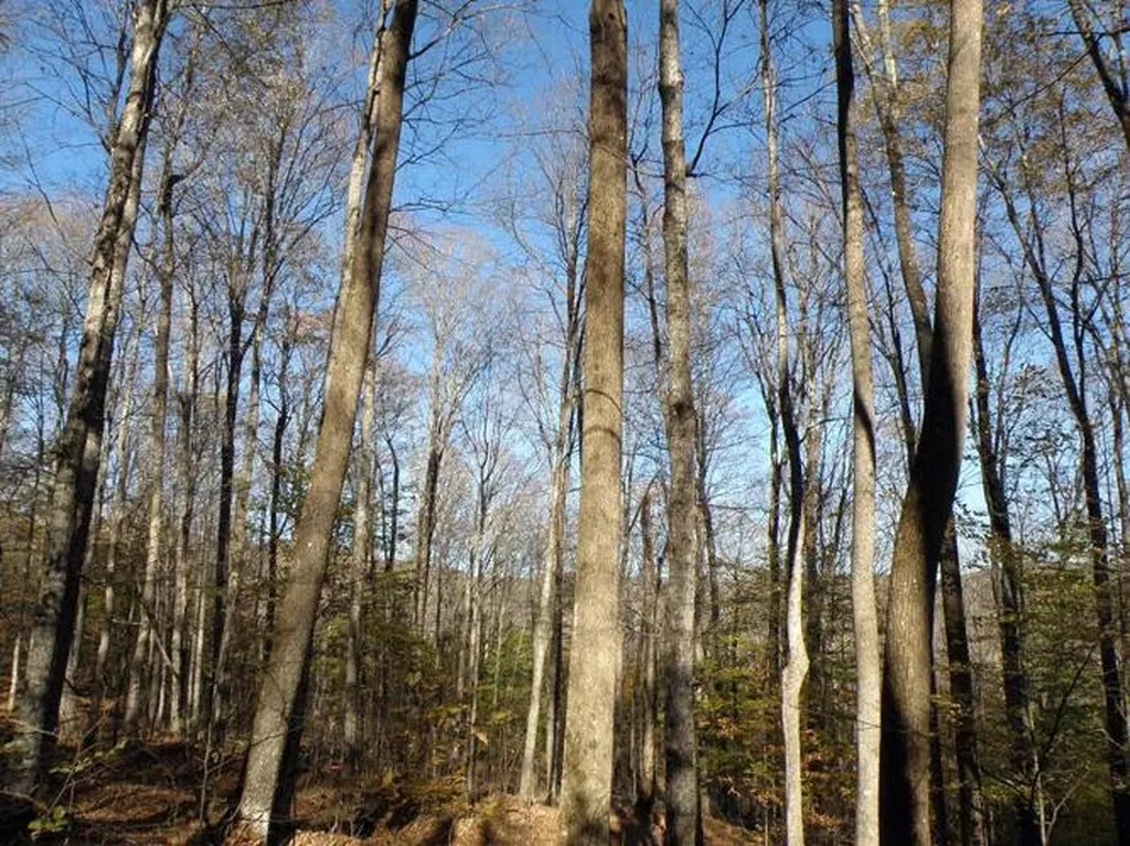 0 Phelps Road Topsham VT 05041