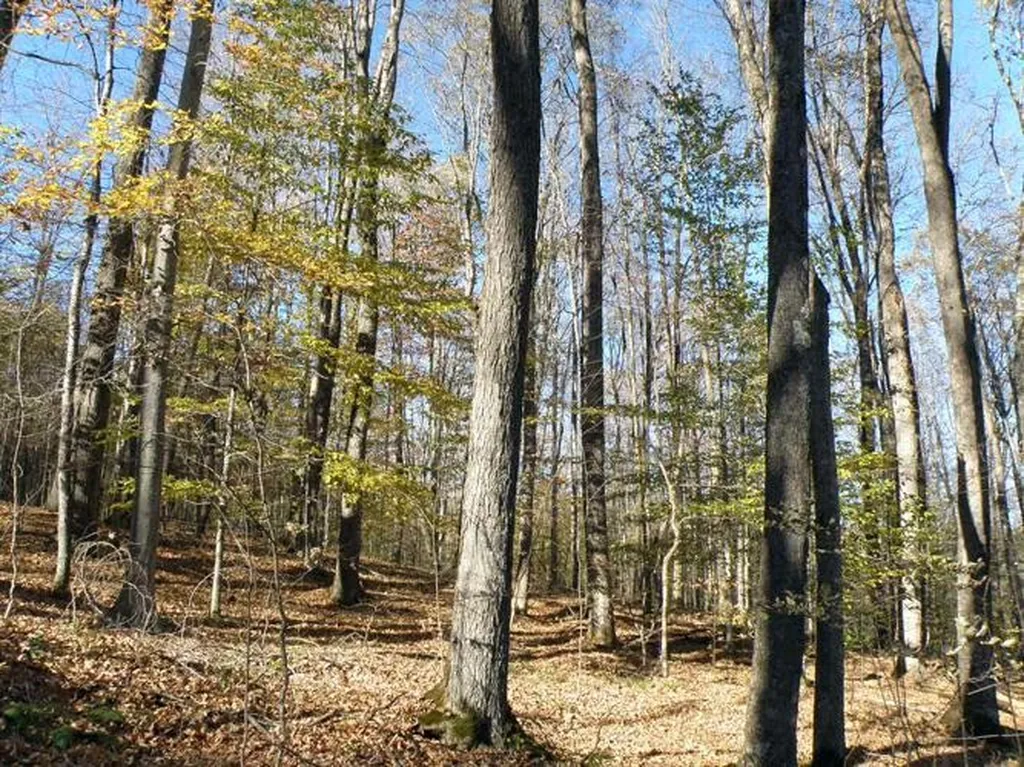 0 Phelps Road Topsham VT 05041