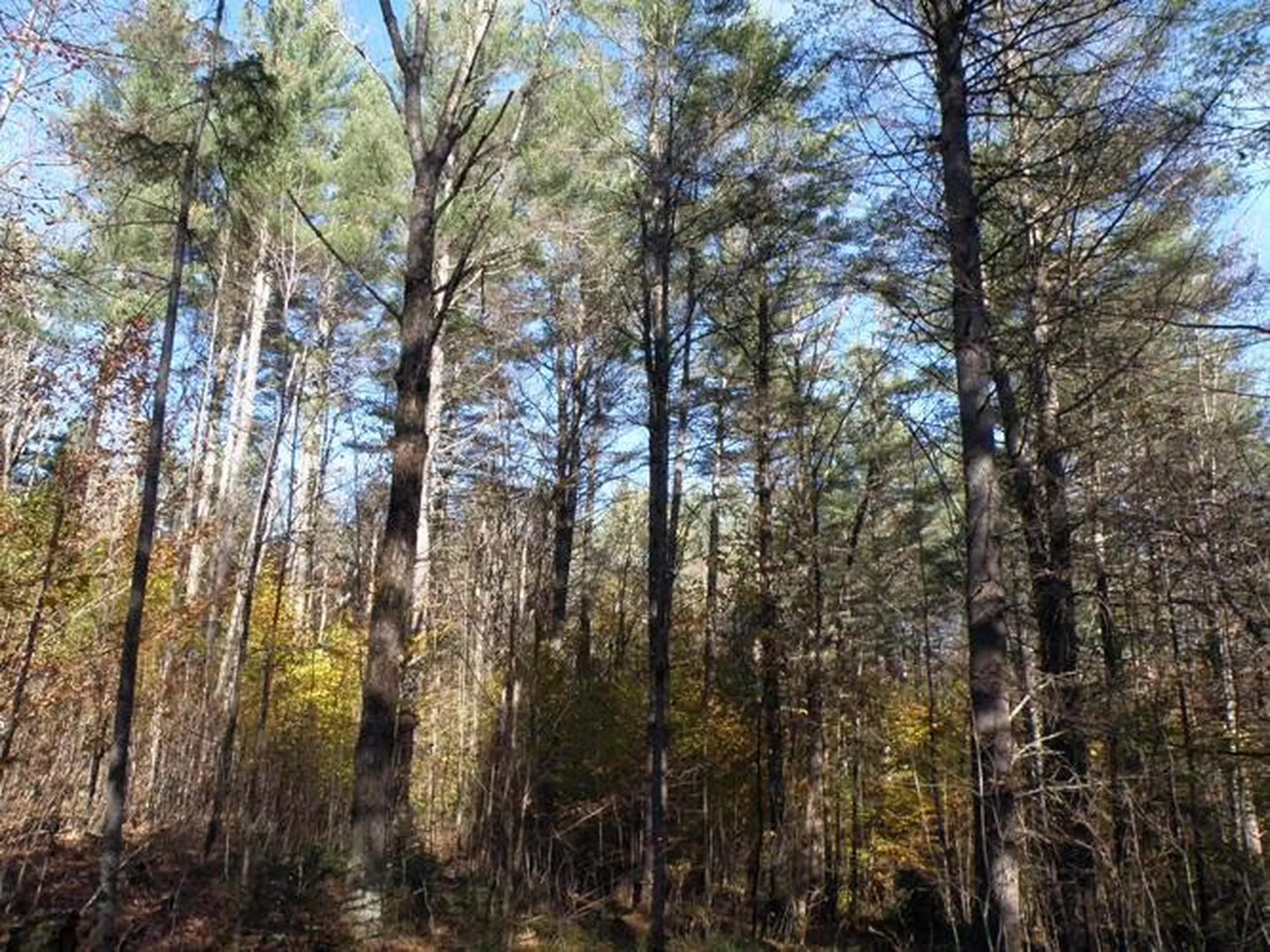 0 Phelps Road Topsham VT 05041