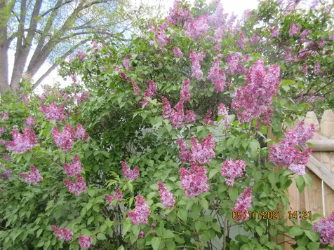 7 Fortier Drive Rochester NH 03867-1106