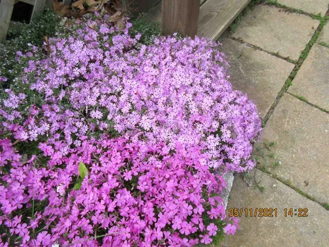 7 Fortier Drive Rochester NH 03867-1106