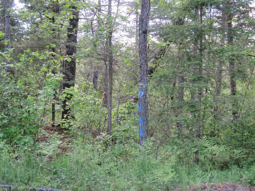 Switch Road Canaan NH 03741