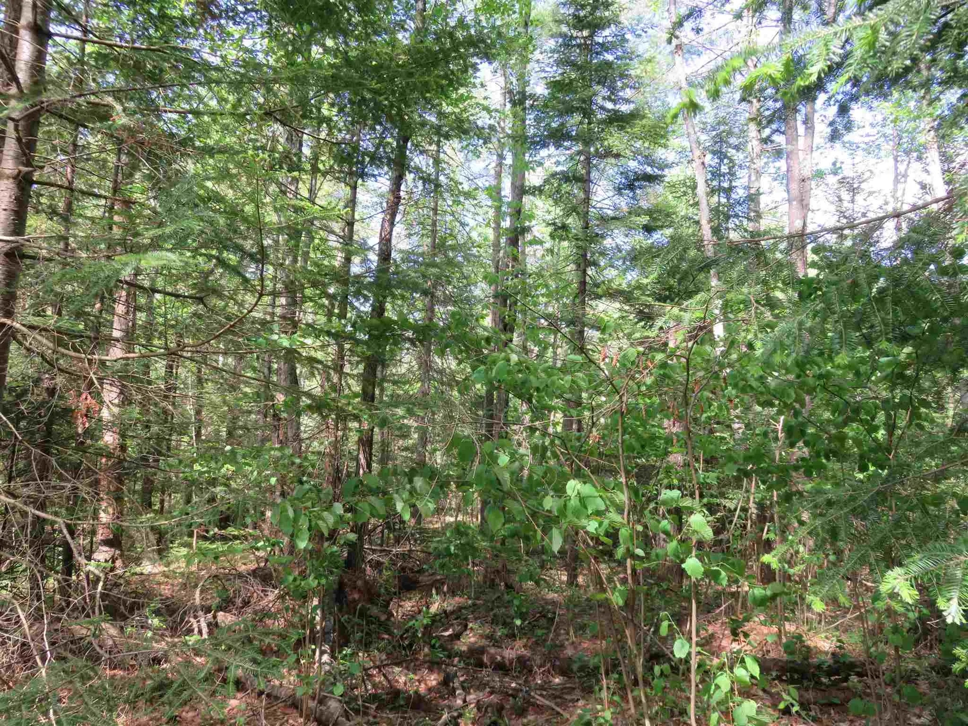 Switch Road Canaan NH 03741