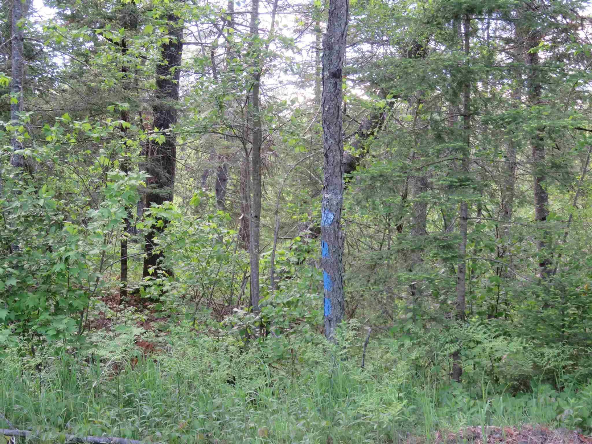 Switch Road Canaan NH 03741