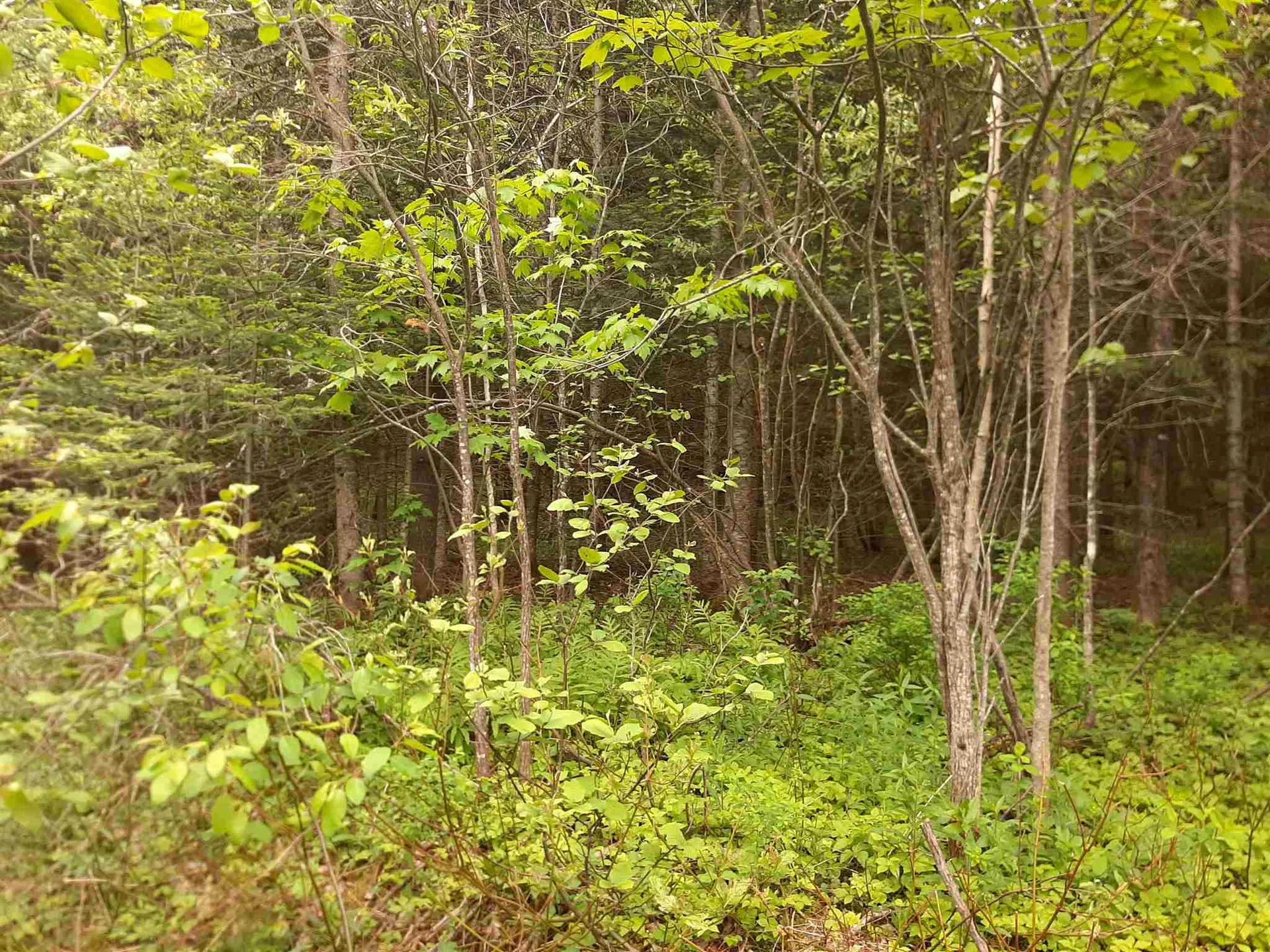 140 Border View Drive Pittsburg NH 03592