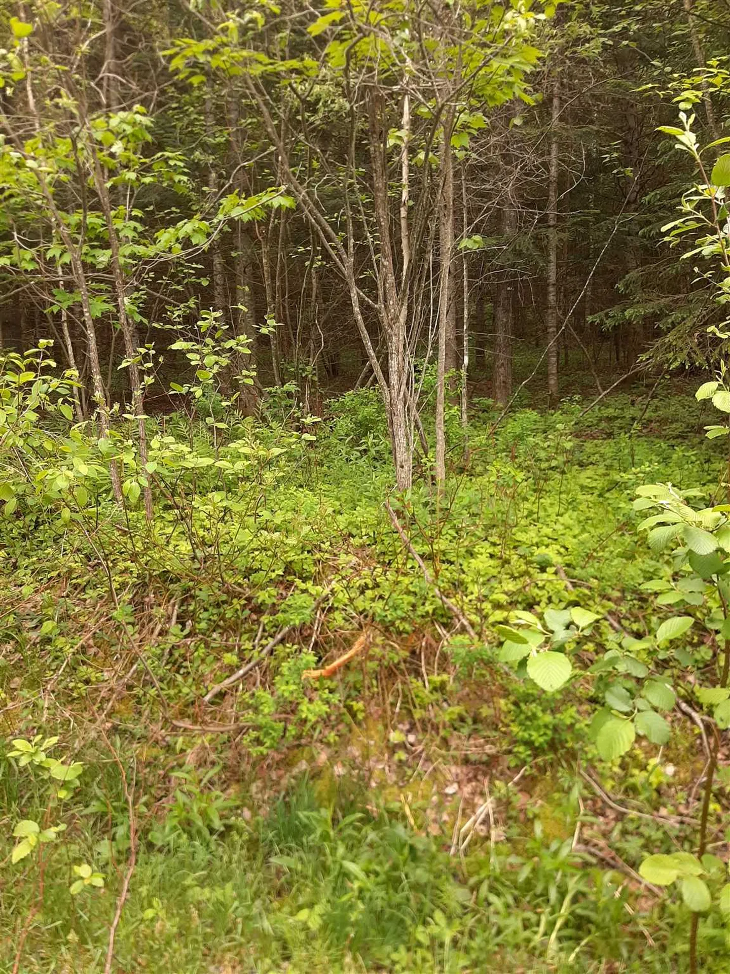 140 Border View Drive Pittsburg NH 03592