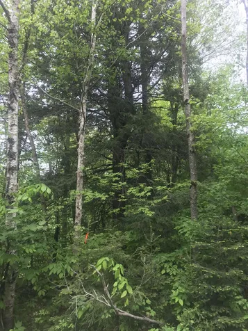 74 Antler Loop Dover VT 05356