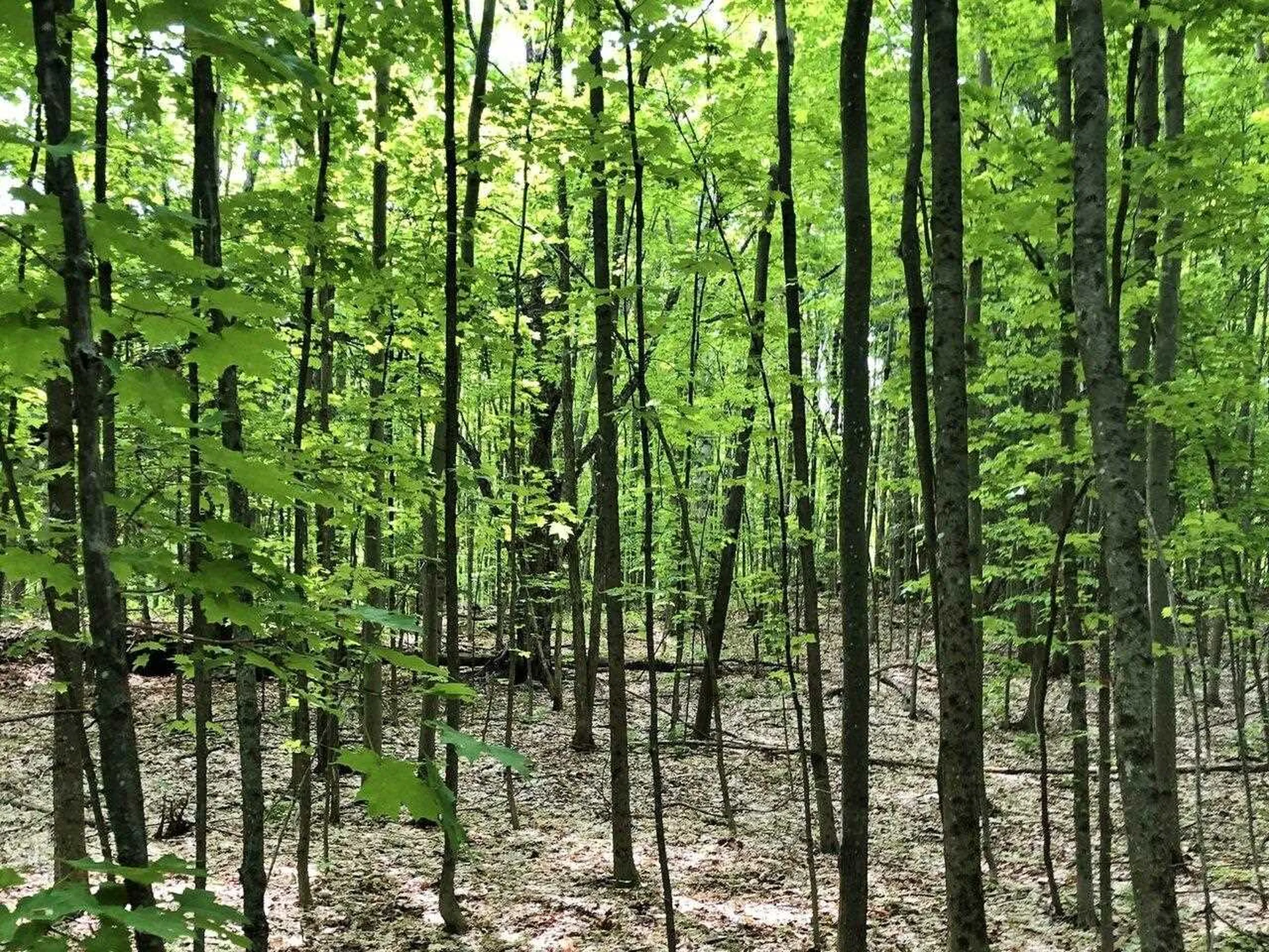 Lot 2 Mason Hill North Starksboro VT 05487