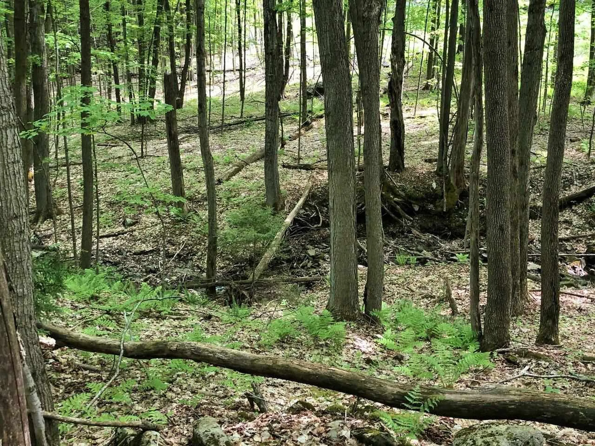 Lot 2 Mason Hill North Starksboro VT 05487