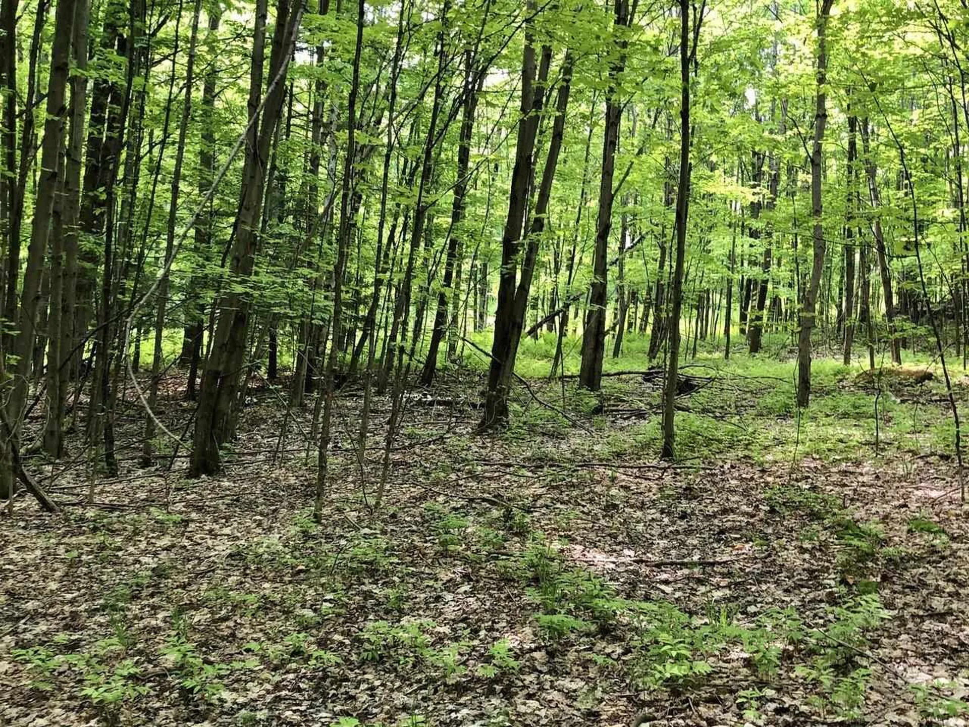 Lot 2 Mason Hill North Starksboro VT 05487
