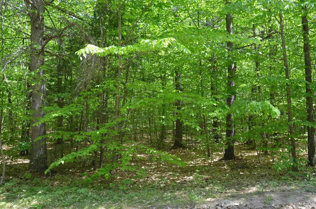 Lot 87 Freedom Point Road Freedom NH 03836