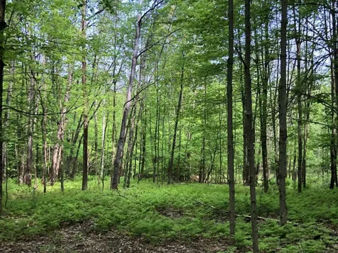 Lot 1 Mason Hill North Starksboro VT 05487