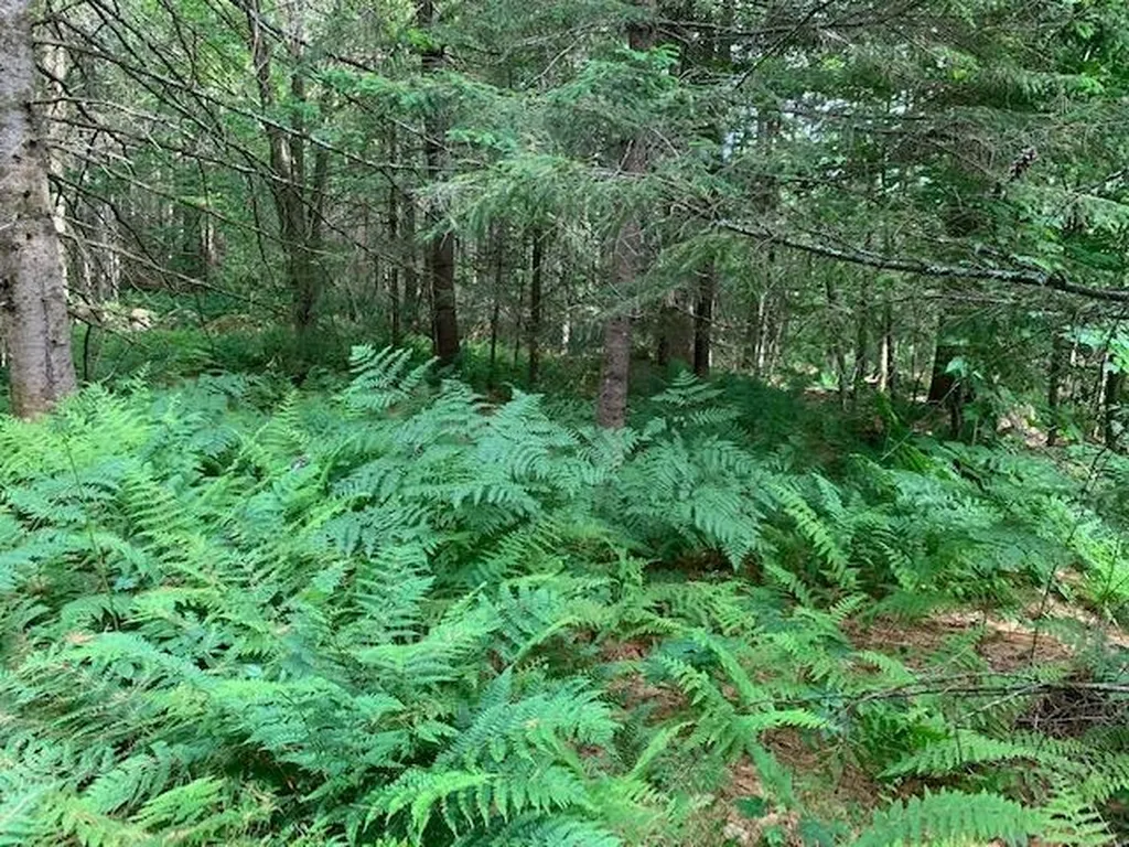 11 Old County West Road Landgrove VT 05148
