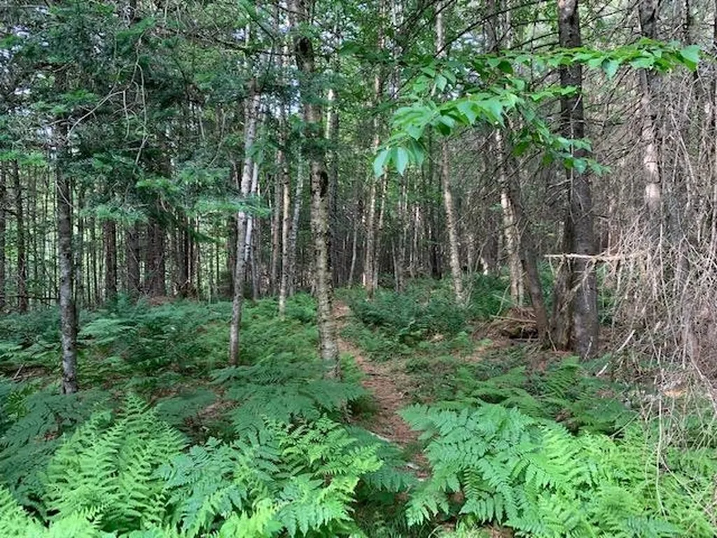 11 Old County West Road Landgrove VT 05148