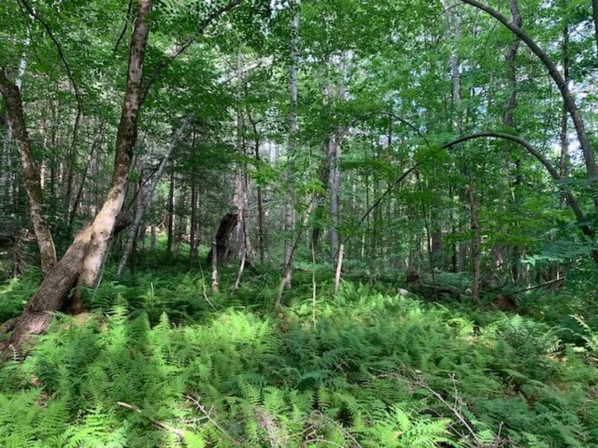 11 Old County West Road Landgrove VT 05148