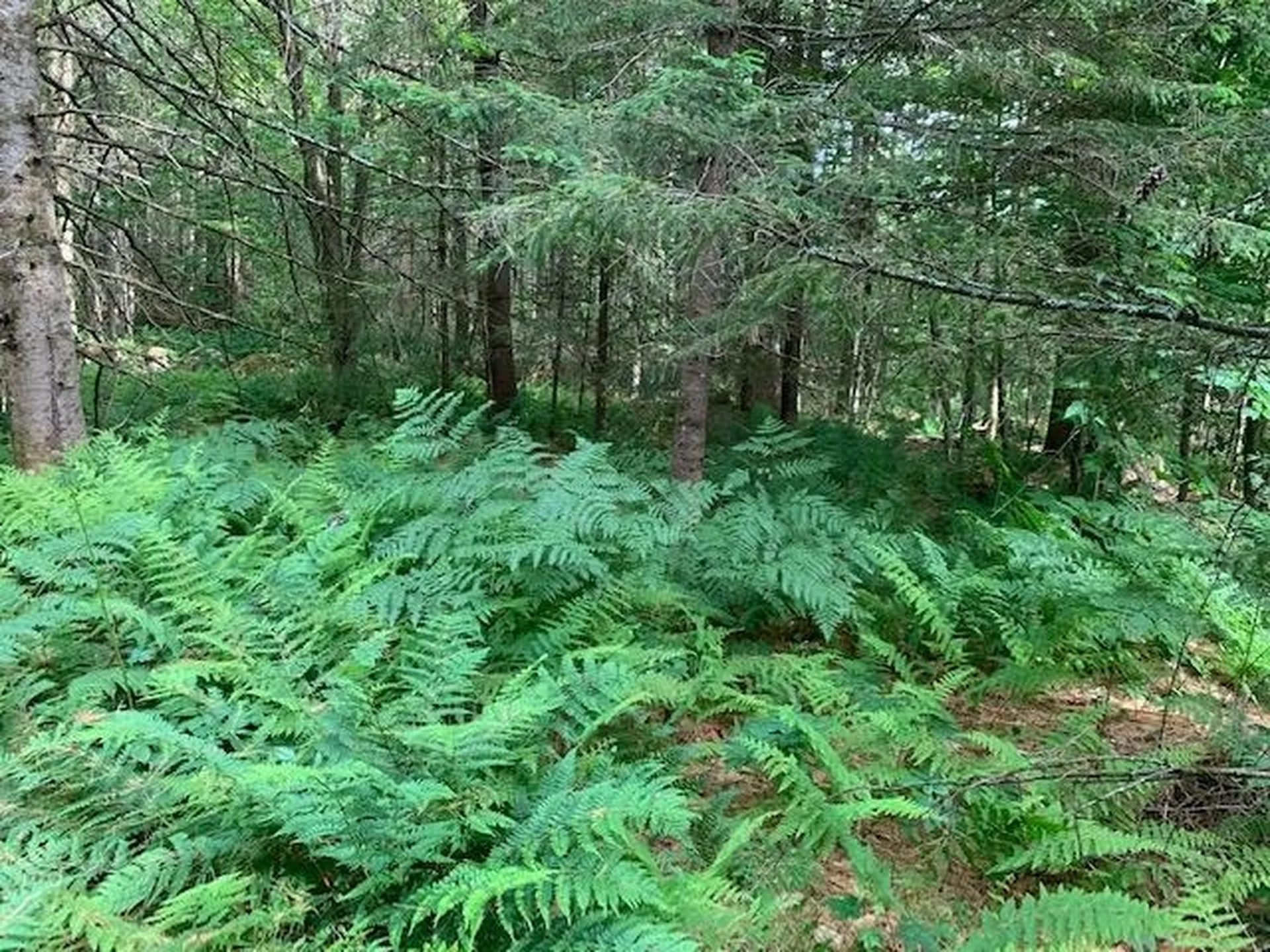 11 Old County West Road Landgrove VT 05148