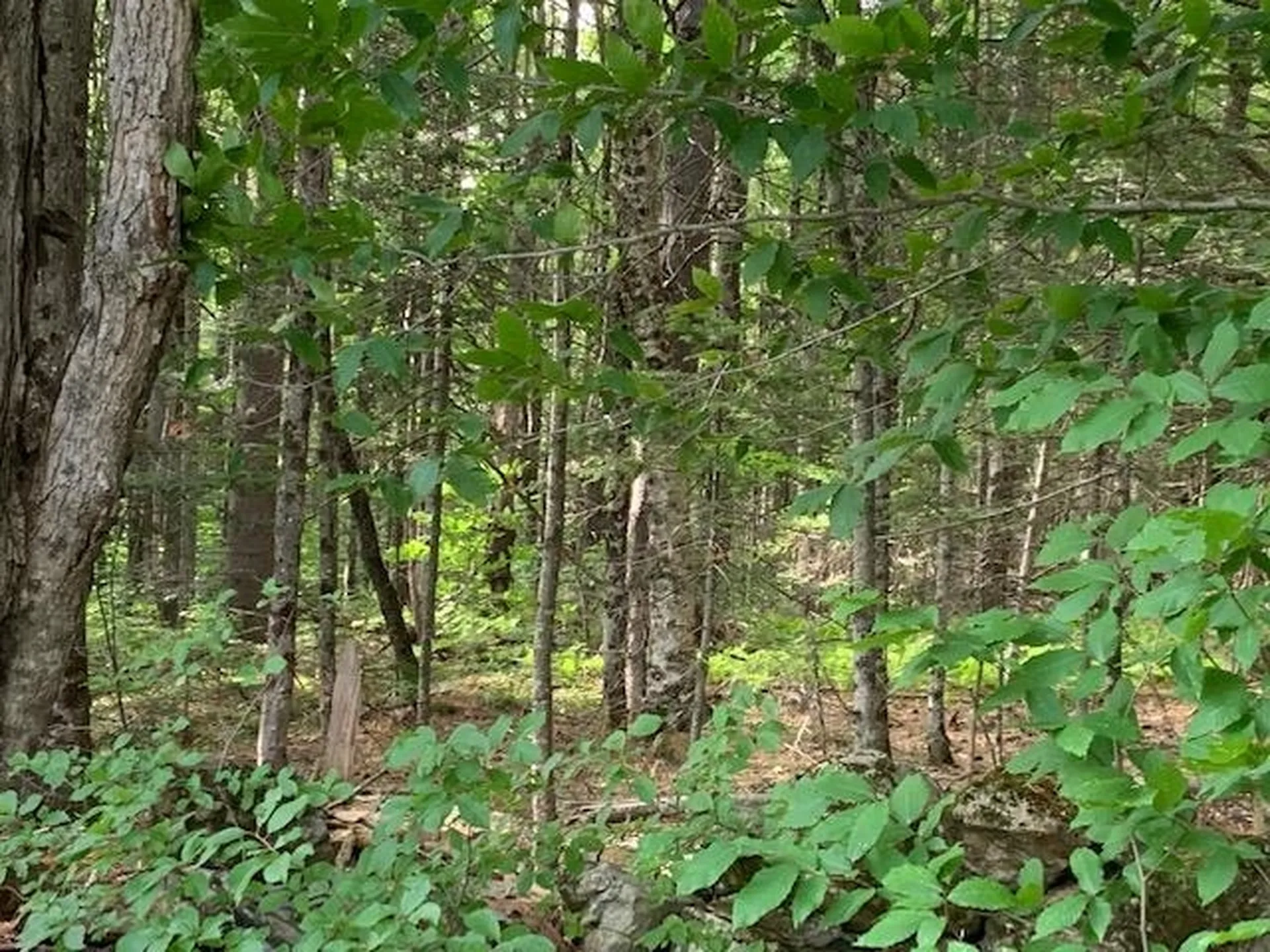 11 Old County West Road Landgrove VT 05148