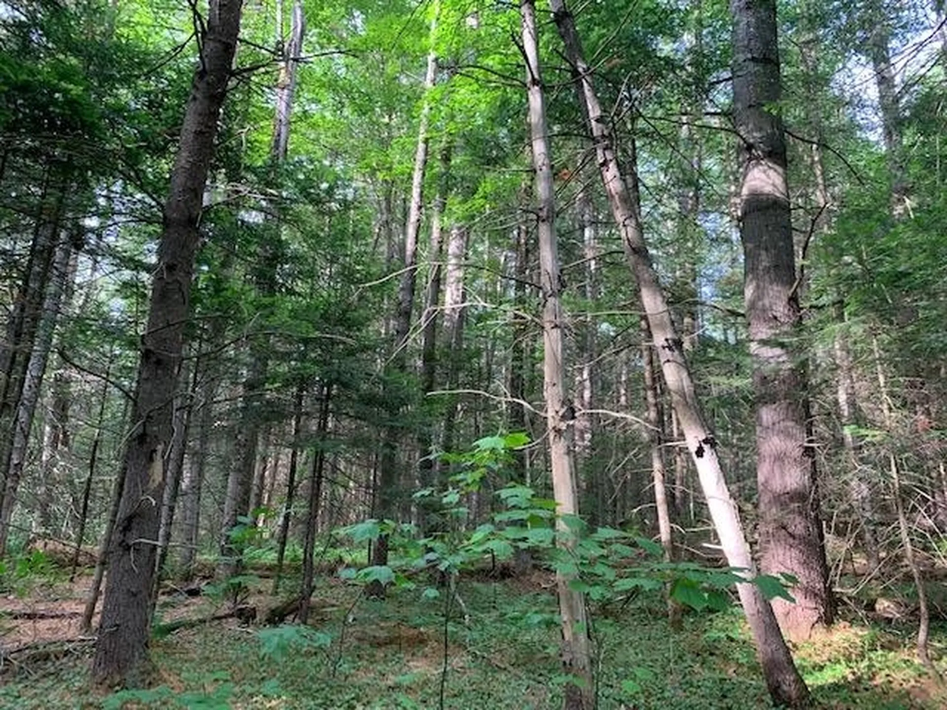 11 Old County West Road Landgrove VT 05148
