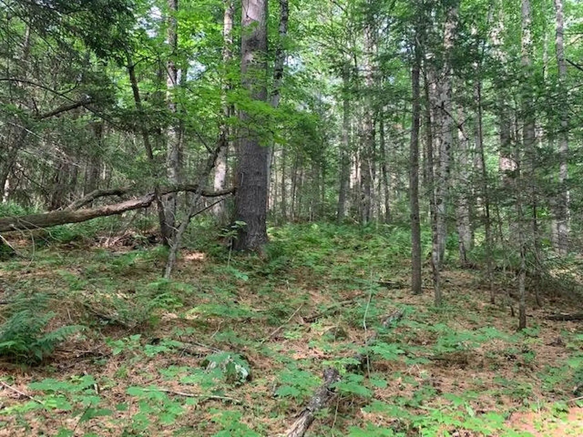 11 Old County West Road Landgrove VT 05148