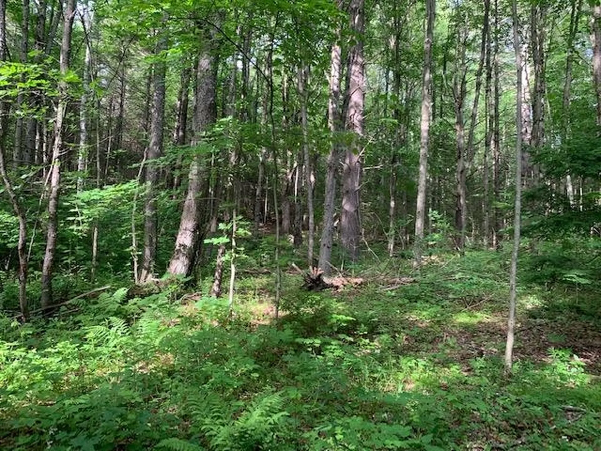 11 Old County West Road Landgrove VT 05148