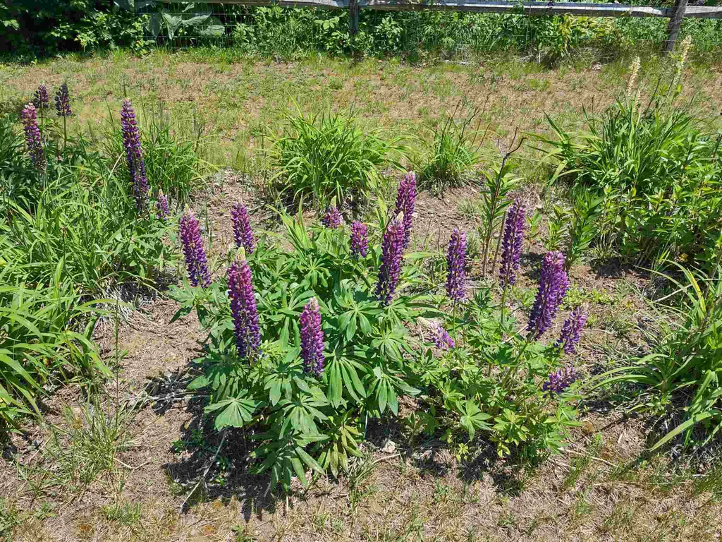 49 East Randolph Road Chelsea VT 05038
