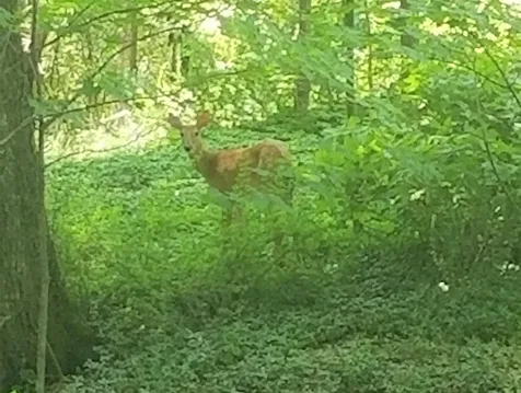 4 Rip Road Hanover NH 03755
