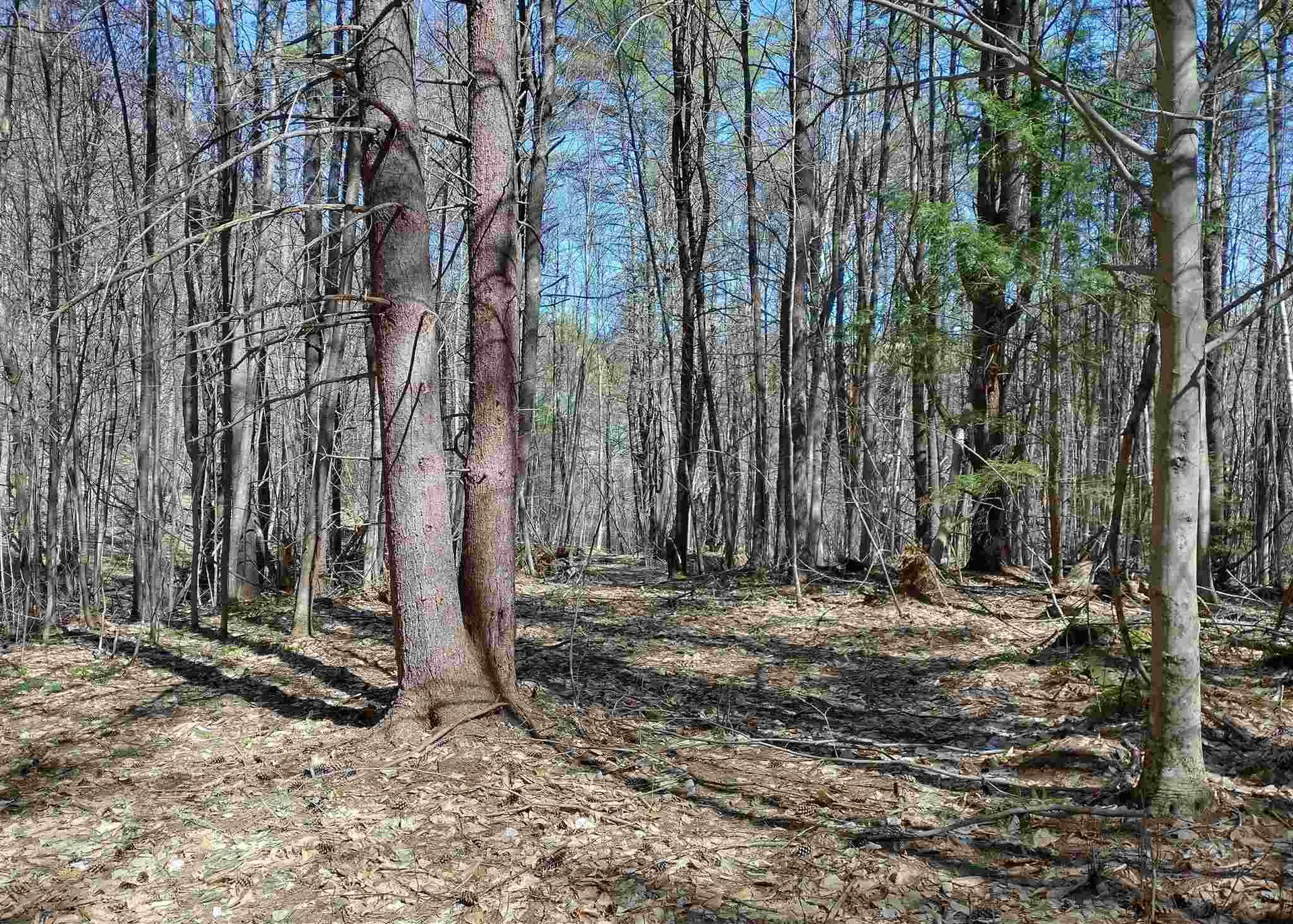 252 Town Line Road Putney VT 05346