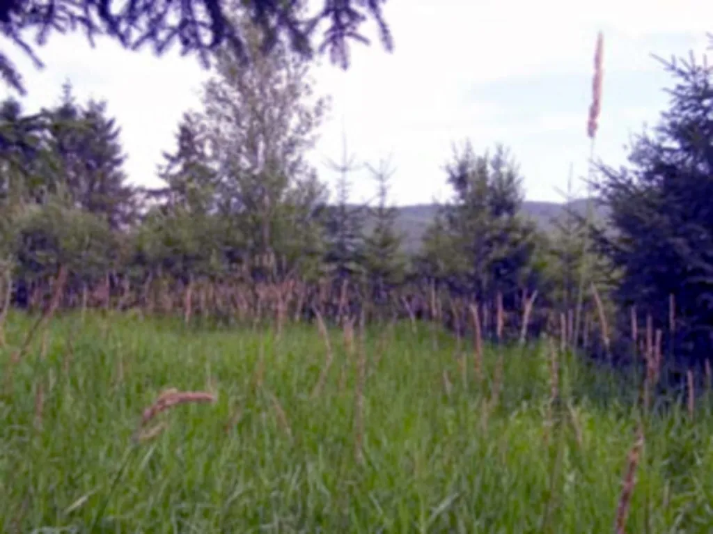 Lot N Vt Route 100 Eden VT 05653