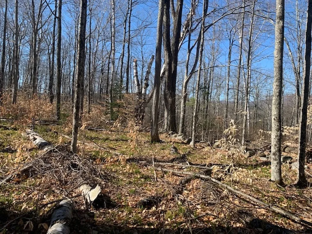 32 Old County East Road Landgrove VT 05148