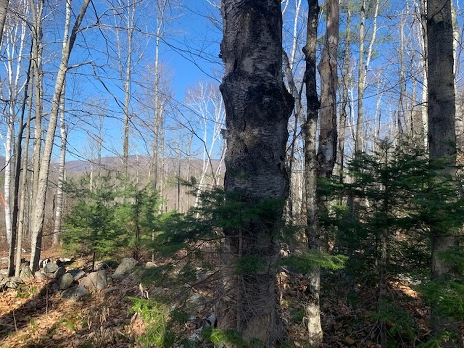 32 Old County East Road Landgrove VT 05148