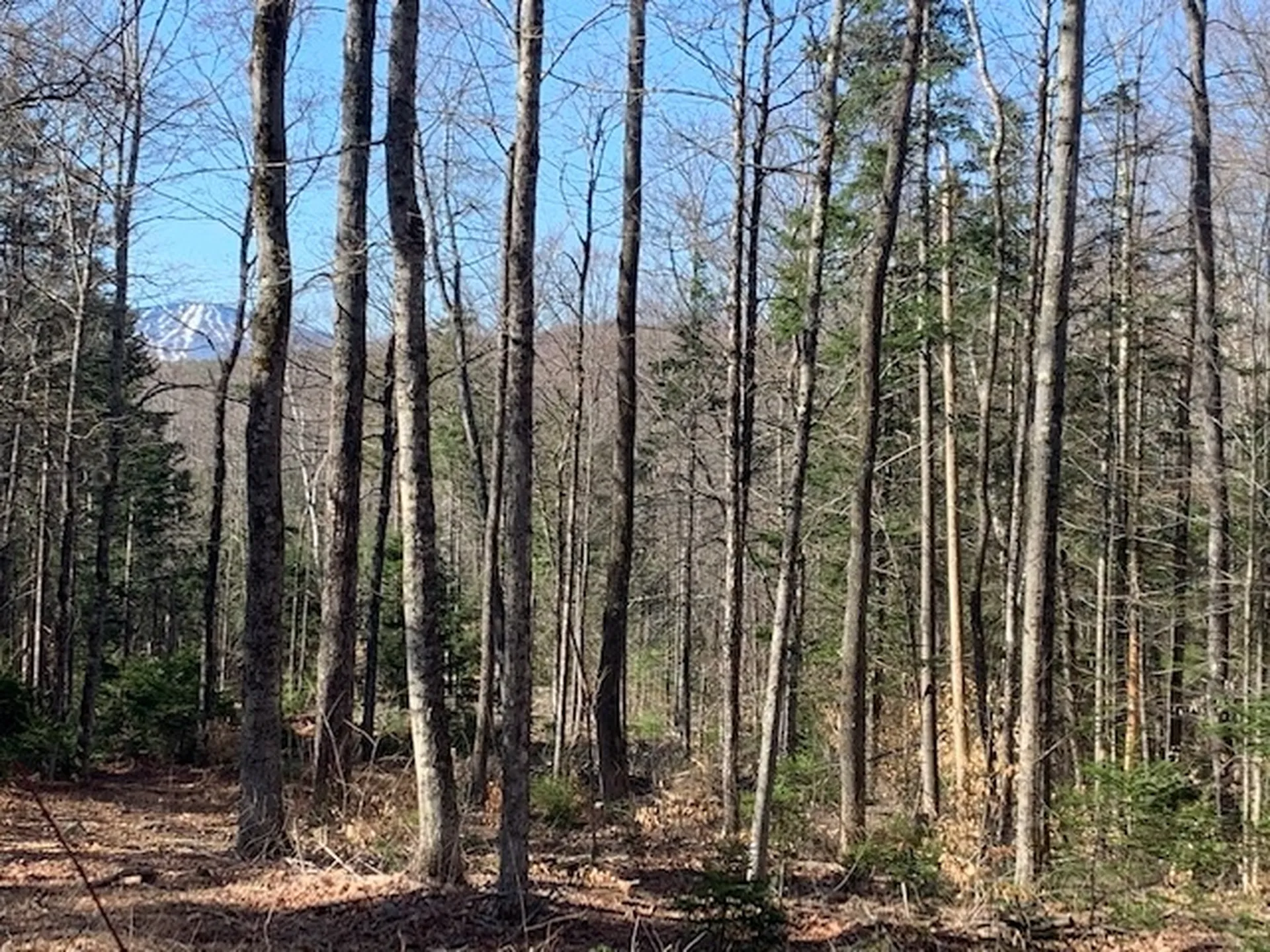 32 Old County East Road Landgrove VT 05148
