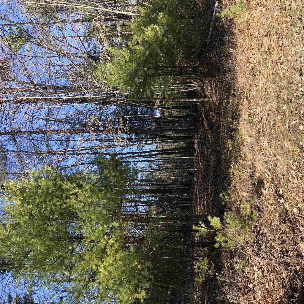 Call Road Webster NH 03303