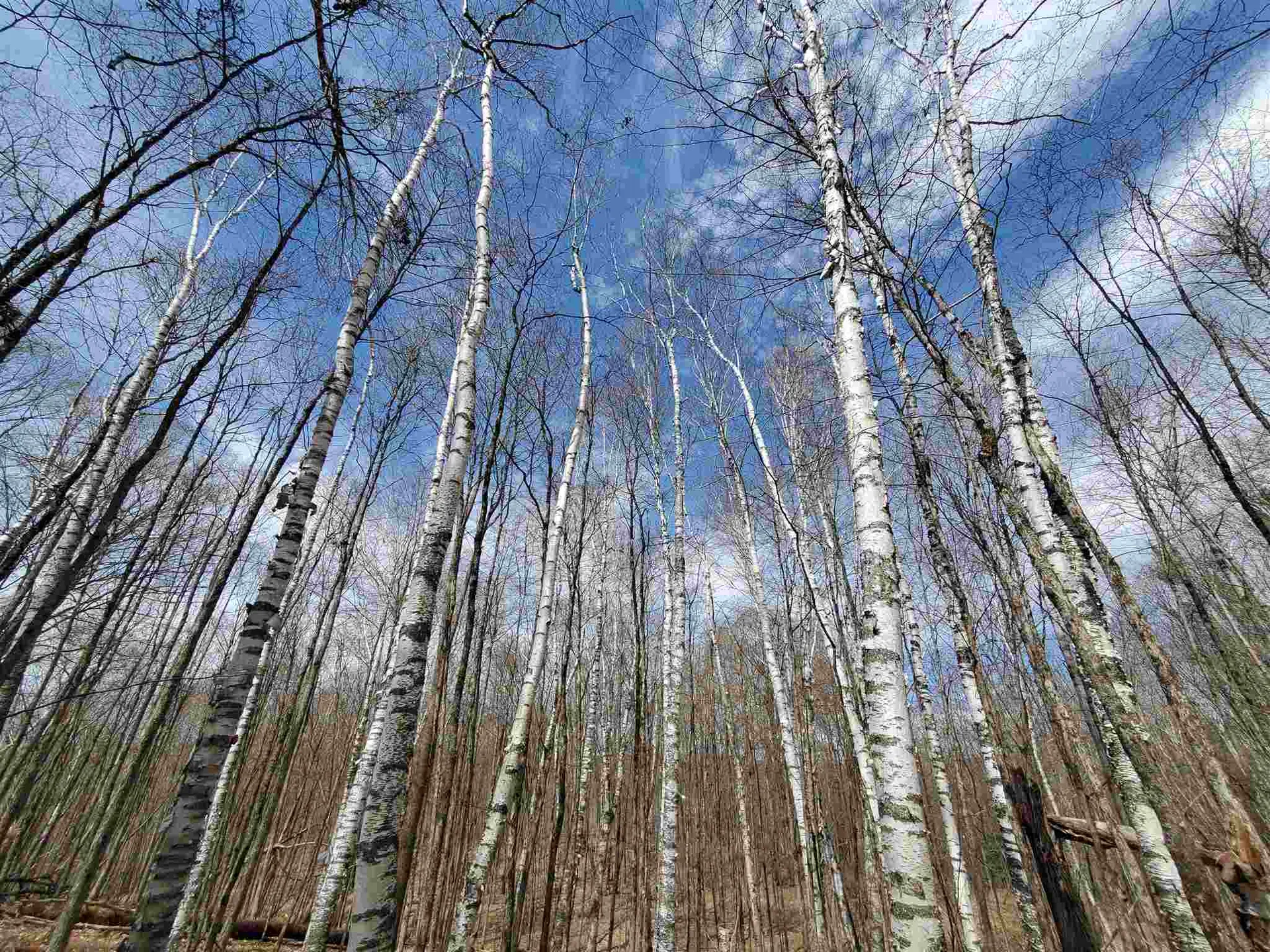 56 Alger Brook Road Strafford VT 05072