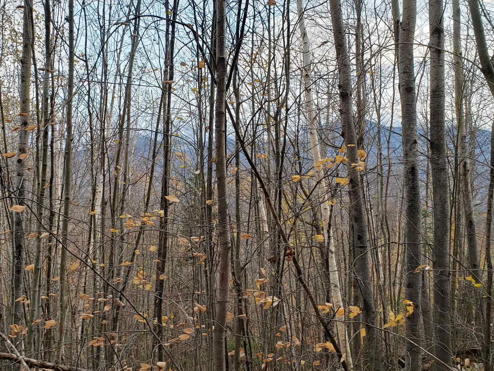94 North Peak Drive Easton NH 03580